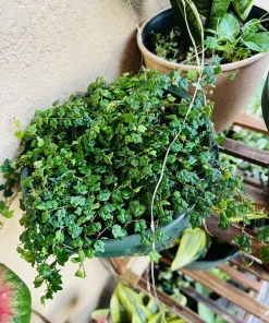 String of Frogs Live Plant - Rare Trailing Indoor Houseplant in 2 or 4 Inch Pot - Image 1