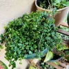 String of Frogs Plant Live Potted Succulent, Xerosicyos danguyi, 4 inch Potted Houseplant - Image 1