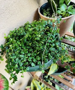 String of Frogs Plant Live Potted Succulent, Xerosicyos danguyi, 4 inch Potted Houseplant - Image 1