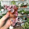 String of Hearts Live Plant - Ceropegia Woodii - Houseplant Vine - Image 1