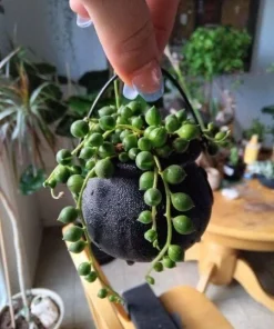 String of Pearls Live Plant - Senecio rowleyanus Trailing Succulent for Indoors - Image 2