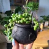 String of Pearls Live Plant - Senecio rowleyanus Trailing Succulent for Indoors - Image 1