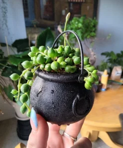 String of Pearls Live Plant - Senecio rowleyanus Trailing Succulent for Indoors - Image 1