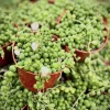 String of Pearls Live Plant - Trailing Succulent Houseplant - Image 1