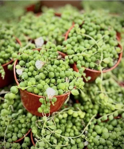 String of Pearls Live Plant - Trailing Succulent Houseplant - Image 1