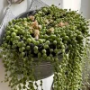 String of Pearls Live Succulent Plant – Senecio rowleyanus Cuttings – Potted - Image 1