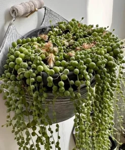 String of Pearls Live Succulent Plant – Senecio rowleyanus Cuttings – Potted - Image 1