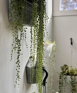 String of Pearls Live Succulent Plant – Senecio rowleyanus Cuttings – Potted - Image 2