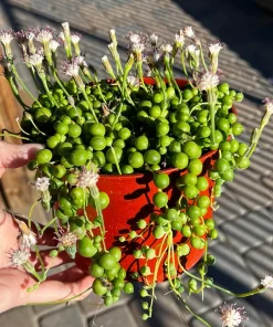 String of Pearls Succulent Live Plant – 6'' Hanging Basket – Indoor Trailing Plant - Image 2
