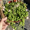 String of Pearls Succulent Live Plant – 6'' Hanging Basket – Indoor Trailing Plant - Image 1