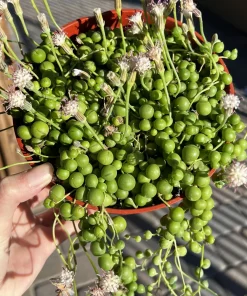 String of Pearls Succulent Live Plant – 6'' Hanging Basket – Indoor Trailing Plant - Image 1