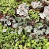 String of Pearls Succulent Live Plant - Potted Houseplant - Image 1