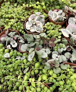 String of Pearls Succulent Live Plant - Potted Houseplant - Image 1