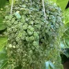 String of Turtles Live Plant – Peperomia Prostrata – Houseplant for Indoor Decor - Image 1