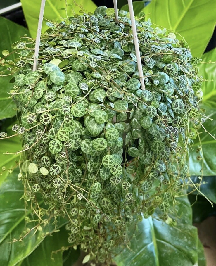 String of Turtles Live Plant – Peperomia Prostrata – Houseplant for Indoor Decor - Image 1
