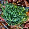 String of Turtles Live Plant, Peperomia prostrata, Medium Size Potted Houseplant - Image 1