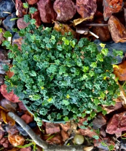 String of Turtles Live Plant, Peperomia prostrata, Medium Size Potted Houseplant - Image 1