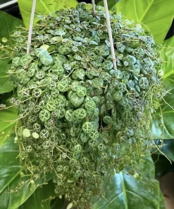 String of Turtles Live Plant – Peperomia Prostrata – Trailing Houseplant - Image 1