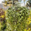 String of Turtles Live Plant - Peperomia Prostrata Trailing Succulent in Hanging Basket - Image 1