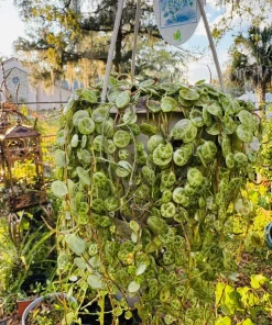 String of Turtles Live Plant - Peperomia Prostrata Trailing Succulent in Hanging Basket - Image 1
