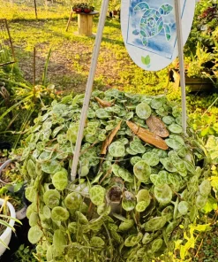 String of Turtles Peperomia Prostrata Live Plant - Hanging Basket - Image 2