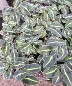 Striped Begonia Live Plant - Begonia listada - Rare Foliage - 4 Inch Pot - Image 2
