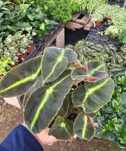 Striped Begonia Live Plant - Begonia listada - Rare Foliage - 4 Inch Pot - Image 3