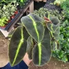 Striped Begonia Live Plant - Begonia listada - Rare Foliage - 4 Inch Pot - Image 1