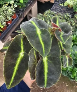 Striped Begonia Live Plant - Begonia listada - Rare Foliage - 4 Inch Pot - Image 1