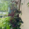 Strobilanthes alternata Live Plant – Purple Waffle Plant – Indoor Foliage Houseplant - Image 1