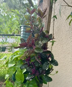 Strobilanthes alternata Live Plant – Purple Waffle Plant – Indoor Foliage Houseplant - Image 1