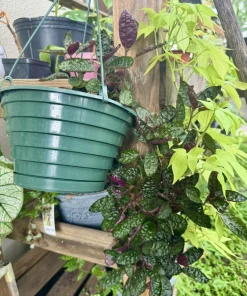 Strobilanthes alternata Live Plant – Purple Waffle Plant – Indoor Foliage Houseplant - Image 3