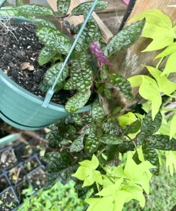 Strobilanthes alternata Live Plant – Purple Waffle Plant – Indoor Foliage Houseplant - Image 4
