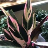 Stromanthe Triostar Live Plant - Colorful Prayer Plant for Indoors - Image 1