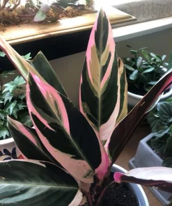 Stromanthe Triostar Live Plant - Colorful Prayer Plant for Indoors - Image 1