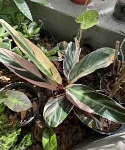 Stromanthe Triostar Live Plant - Tricolor Prayer Plant, Indoor Houseplant - Image 2