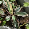 Stromanthe Triostar Live Plant - Tricolor Prayer Plant, Indoor Houseplant - Image 1