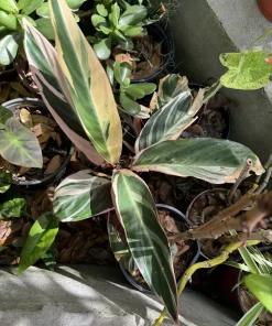Stromanthe Triostar Live Plant - Tricolor Prayer Plant, Indoor Houseplant - Image 1