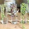 Succulent Cuttings Variety - Live Plant in 5 inch Pot - Image 1