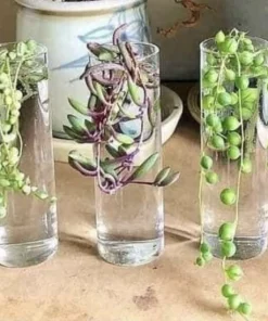 Succulent Cuttings Variety - Live Plant in 5 inch Pot - Image 1