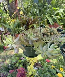 Succulent Live Plant – Easy Care Potted Houseplant – Indoor & Outdoor - Image 2
