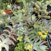 Succulent Live Plant – Easy Care Potted Houseplant – Indoor & Outdoor - Image 1