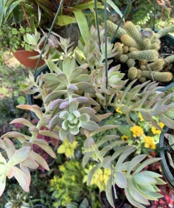 Succulent Live Plant – Easy Care Potted Houseplant – Indoor & Outdoor - Image 1