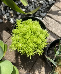 Succulent Live Plant Rooted in Vase - Large Size Houseplant - Image 2