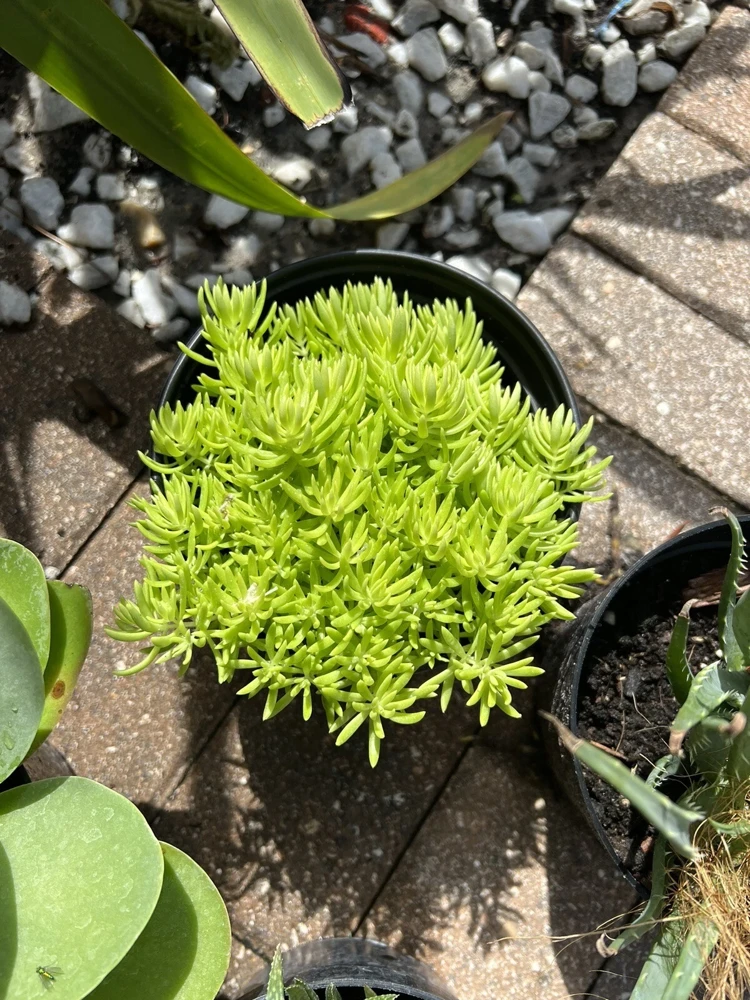 Succulent Live Plant Rooted in Vase - Large Size Houseplant - Image 2