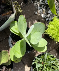 Succulent Live Plant Rooted in Vase - Large Size Houseplant - Image 3