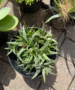 Succulent Live Plant Rooted in Vase - Large Size Houseplant - Image 6