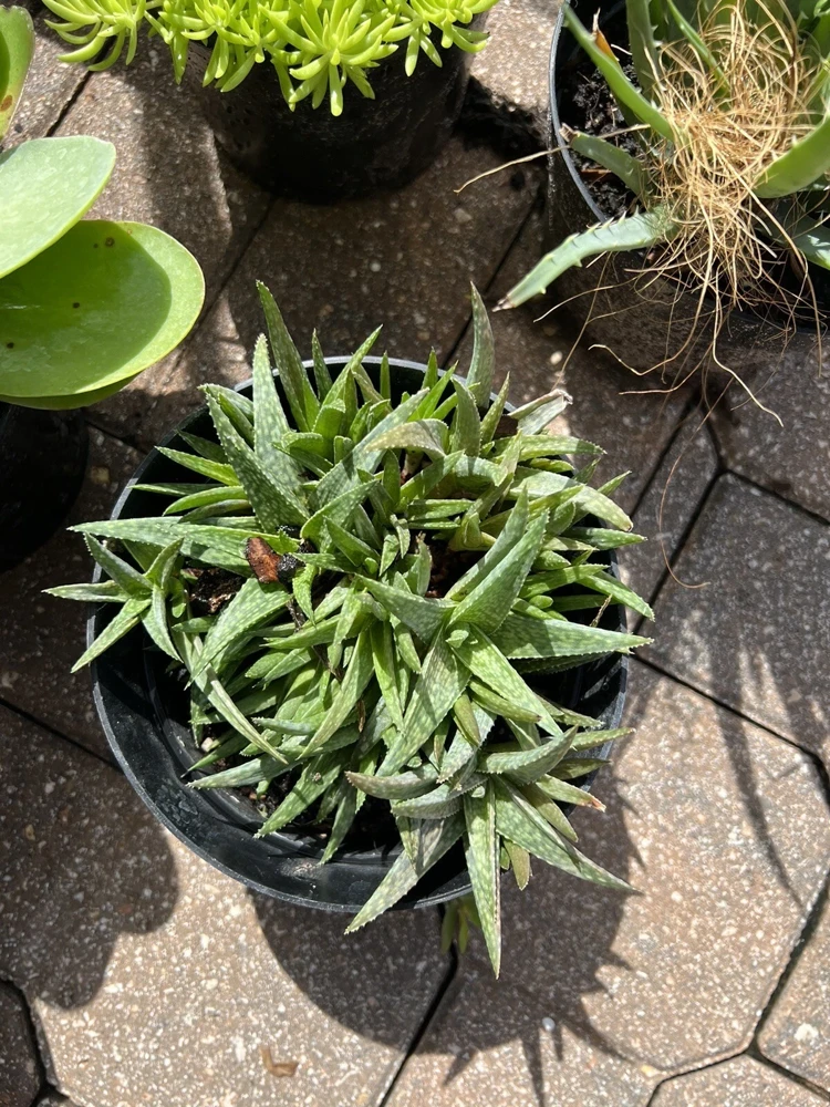 Succulent Live Plant Rooted in Vase - Large Size Houseplant - Image 6
