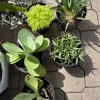Succulent Live Plant Rooted in Vase - Large Size Houseplant - Image 1