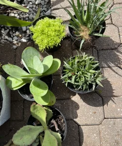 Succulent Live Plant Rooted in Vase - Large Size Houseplant - Image 1